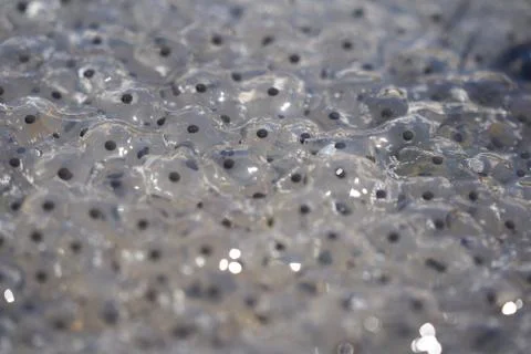 Frog Toad Spawn Texture Macro Bright Mountain Light Stock Photos
