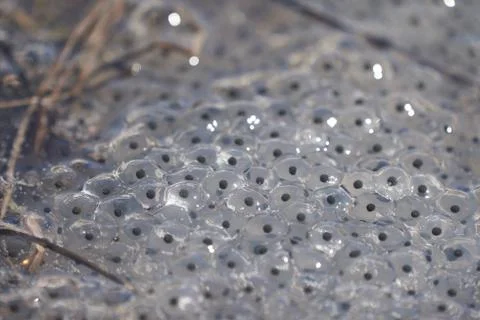 Frog Toad Spawn Texture Macro Bright Mountain Light Stock Photos