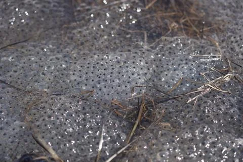 Frog Toad Spawn Texture Macro Bright Mountain Light Stock Photos