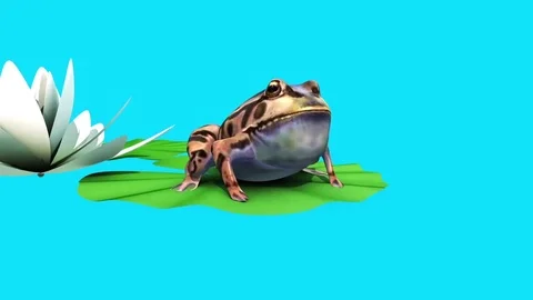 Frog Toad Water Lily Leaf Blue Screen 3D Rendering Animation Stock Footage
