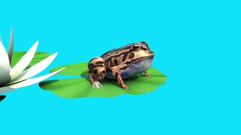 Frog Toad Water Lily Leaf Side Blue Screen 3D Rendering Animation Stock Footage