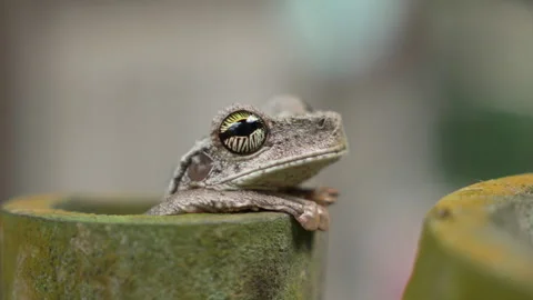 Frog Trachycephalus typhonius with Distinctive Eyes Resting in Hollow Bamboo Stock Footage 334137299