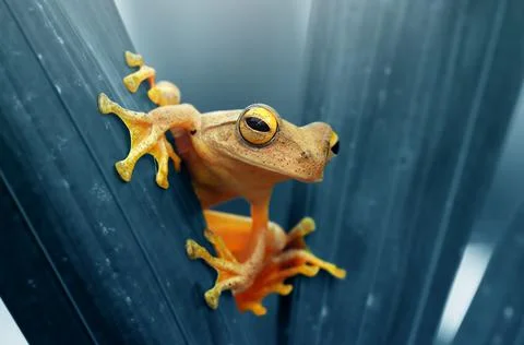Frog, Tree Frog, Flying Frog, Dumpy Frog, Stock Photos