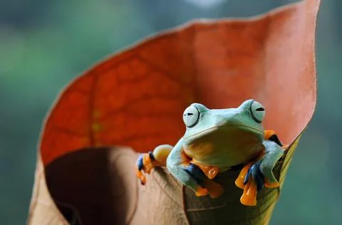 Frog, Tree Frog, Flying Frog, Dumpy Frog, Stock Photos