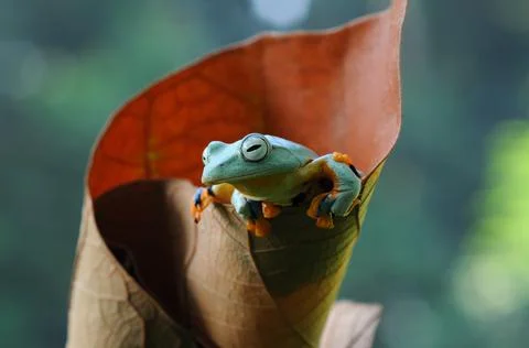 Frog, Tree Frog, Flying Frog, Dumpy Frog, Stock Photos