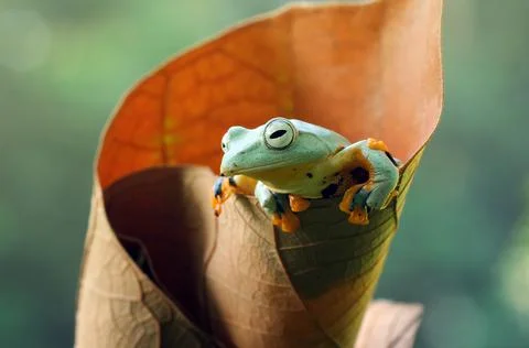 Frog, Tree Frog, Flying Frog, Dumpy Frog, Stock Photos