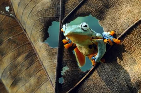 Frog, Tree Frog, Flying Frog, Dumpy Frog, Stock Photos