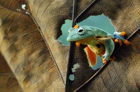 Frog, Tree Frog, Flying Frog, Dumpy Frog, Stock Photos