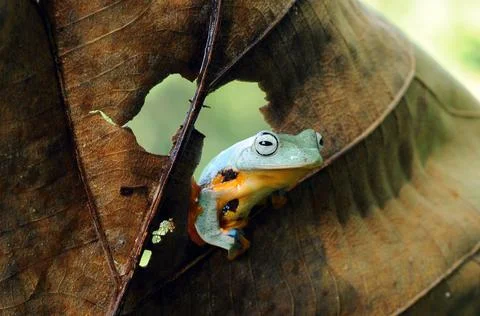 Frog, Tree Frog, Flying Frog, Dumpy Frog, Stock Photos