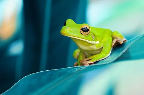 Frog, Tree Frog, Flying Frog, Dumpy Frog, Stock Photos