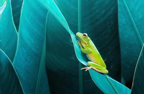 Frog, Tree Frog, Flying Frog, Dumpy Frog, Stock Photos