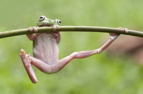 Frog, Tree Frog, Flying Frog, Dumpy Frog, Stock Photos