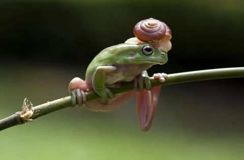 Frog, Tree Frog, Flying Frog, Dumpy Frog, Stock Photos
