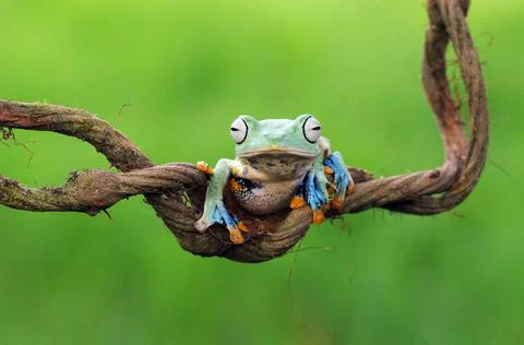 Frog, Tree Frog, Flying Frog, Dumpy Frog, Stock Photos