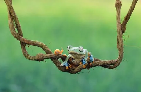 Frog, Tree Frog, Flying Frog, Dumpy Frog, Stock Photos