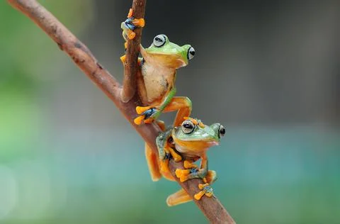 Frog, Tree Frog, Flying Frog, Dumpy Frog, Stock Photos