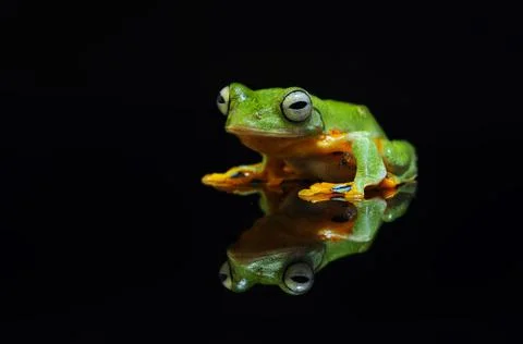 Frog, Tree Frog, Flying Frog, Dumpy Frog, Stock Photos