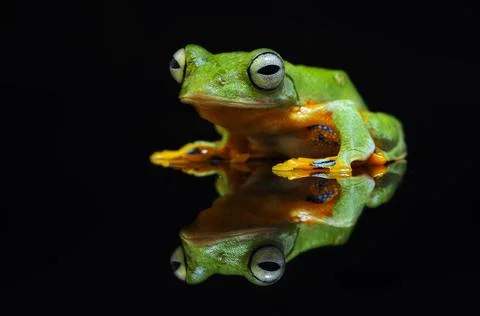 Frog, Tree Frog, Flying Frog, Dumpy Frog, Stock Photos