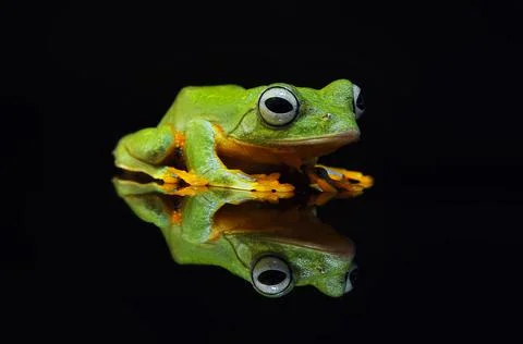 Frog, Tree Frog, Flying Frog, Dumpy Frog, Stock Photos