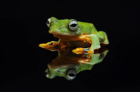 Frog, Tree Frog, Flying Frog, Dumpy Frog, Stock Photos