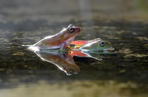 Frog, Tree Frog, Flying Frog, Dumpy Frog, Stock Photos