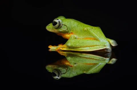 Frog, Tree Frog, Flying Frog, Dumpy Frog, Stock Photos