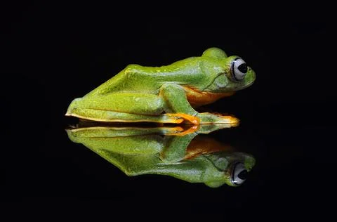 Frog, Tree Frog, Flying Frog, Dumpy Frog, Stock Photos
