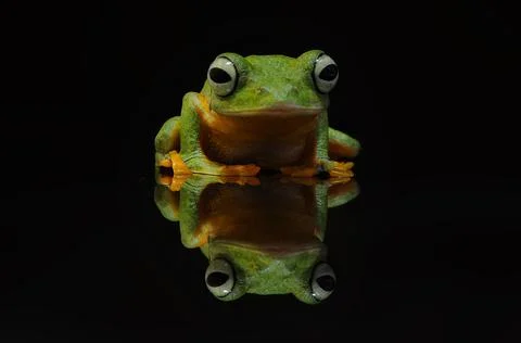 Frog, Tree Frog, Flying Frog, Dumpy Frog, Stock Photos