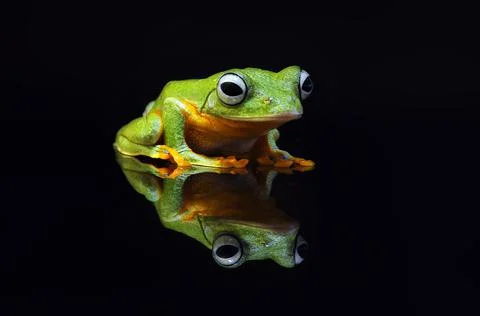 Frog, Tree Frog, Flying Frog, Dumpy Frog, Stock Photos