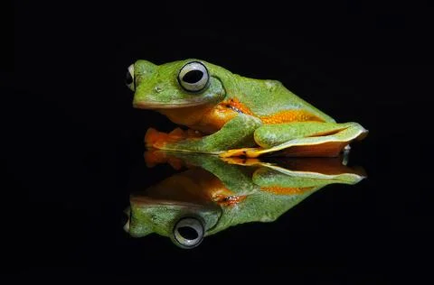 Frog, Tree Frog, Flying Frog, Dumpy Frog, Stock Photos