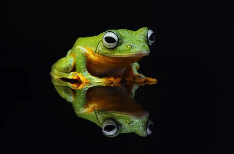 Frog, Tree Frog, Flying Frog, Dumpy Frog, Stock Photos