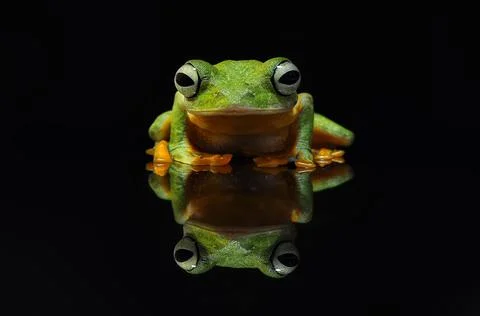Frog, Tree Frog, Flying Frog, Dumpy Frog, Stock Photos
