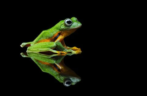 Frog, Tree Frog, Flying Frog, Dumpy Frog, Stock Photos
