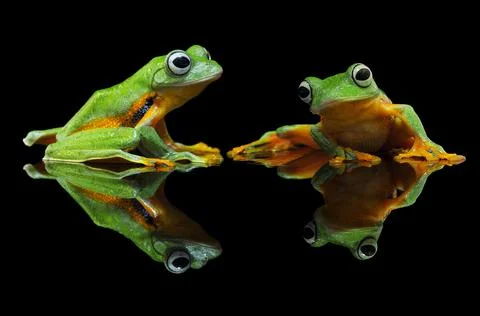 Frog, Tree Frog, Flying Frog, Dumpy Frog, Stock Photos