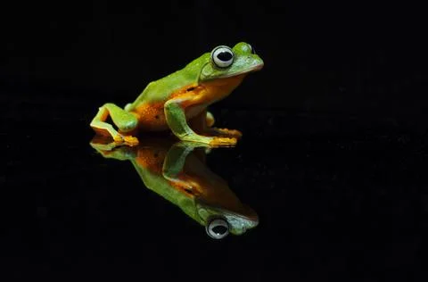 Frog, Tree Frog, Flying Frog, Dumpy Frog, Stock Photos