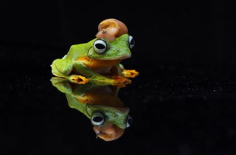 Frog, Tree Frog, Flying Frog, Dumpy Frog, Stock Photos