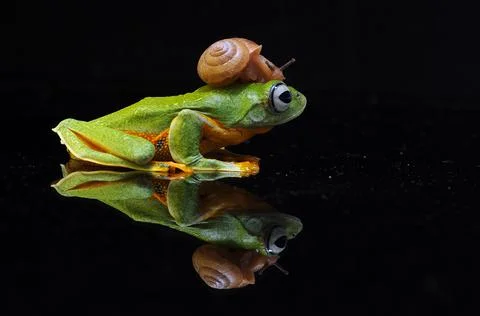 Frog, Tree Frog, Flying Frog, Dumpy Frog, Stock Photos