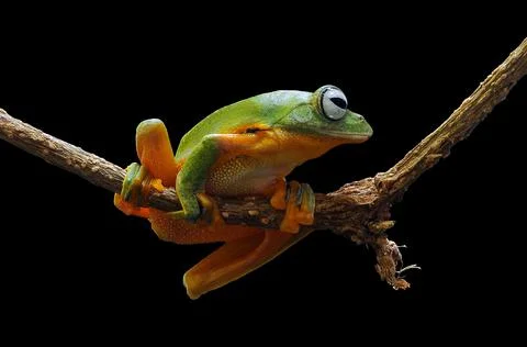 Frog, Tree Frog, Flying Frog, Dumpy Frog, Stock Photos