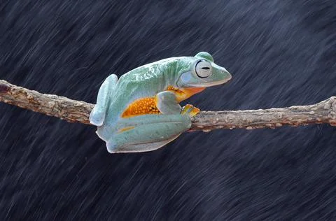 Frog, Tree Frog, Flying Frog, Dumpy Frog, Stock Photos