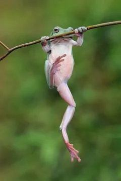 Frog, Tree Frog, Flying Frog, Dumpy Frog, Stock Photos