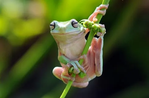 Frog, Tree Frog, Flying Frog, Dumpy Frog, Stock Photos