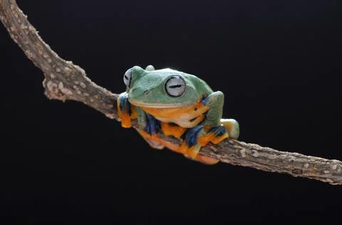 Frog, Tree Frog, Flying Frog, Dumpy Frog, Stock Photos