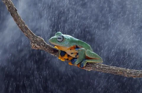 Frog, Tree Frog, Flying Frog, Dumpy Frog, Stock Photos