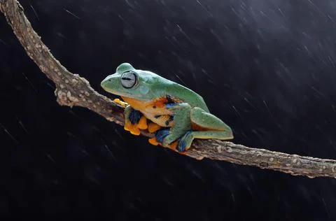 Frog, Tree Frog, Flying Frog, Dumpy Frog, Stock Photos