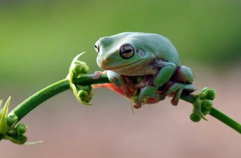 Frog, Tree Frog, Flying Frog, Dumpy Frog, Stock Photos