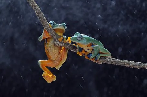 Frog, Tree Frog, Flying Frog, Dumpy Frog, Stock Photos