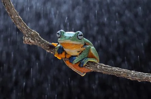 Frog, Tree Frog, Flying Frog, Dumpy Frog, Stock Photos