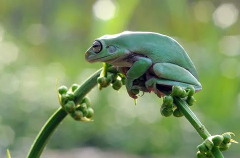 Frog, Tree Frog, Flying Frog, Dumpy Frog, Stock Photos