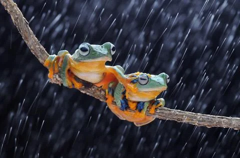 Frog, Tree Frog, Flying Frog, Dumpy Frog, Stock Photos