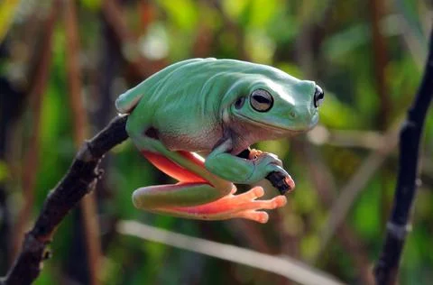 Frog, Tree Frog, Flying Frog, Dumpy Frog, Stock Photos